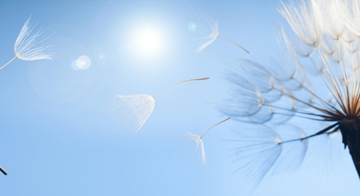 Thoughts from the Dandelion Patch